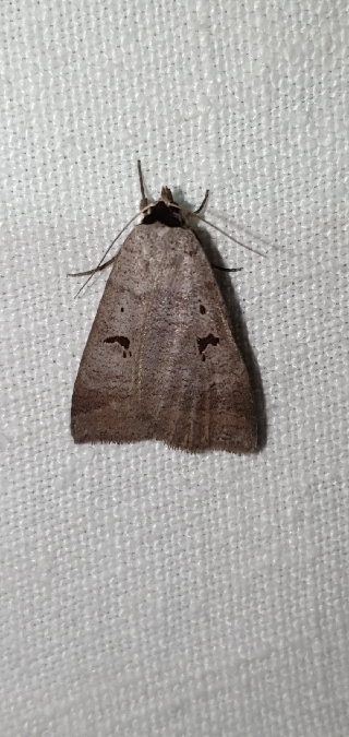 Lygephila pastinum  - Melchior Viallet