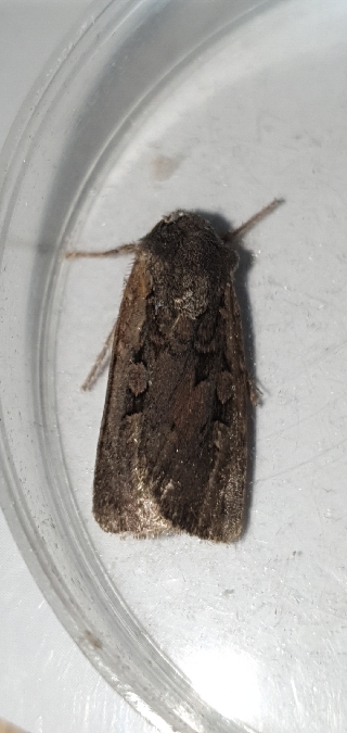 Euxoa sp.  - Melchior Viallet