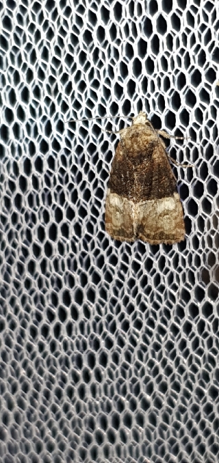 Mesoligia furuncula  - Melchior Viallet