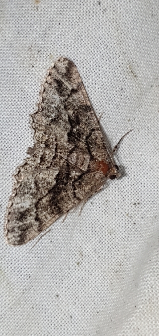 Peribatodes ilicaria  - Melchior Viallet