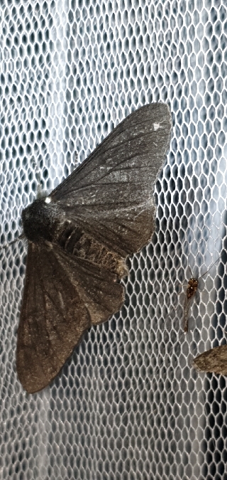 Phalène du bouleau  - Melchior Viallet