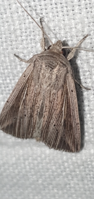 Anapoma riparia  - Melchior Viallet