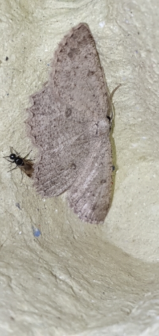 Charissa obscurata  - Melchior Viallet