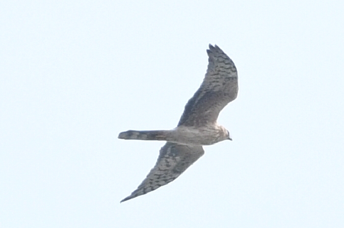 Pallid Harrier  - Marcin Sołowiej