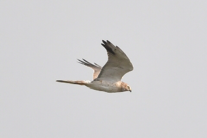 błotniak stepowy  - Marcin Sołowiej