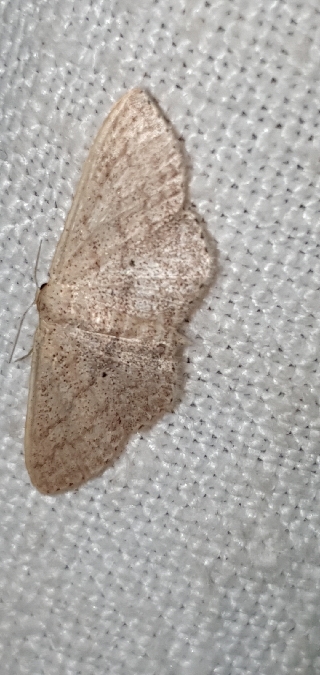 Scopula minorata  - Melchior Viallet