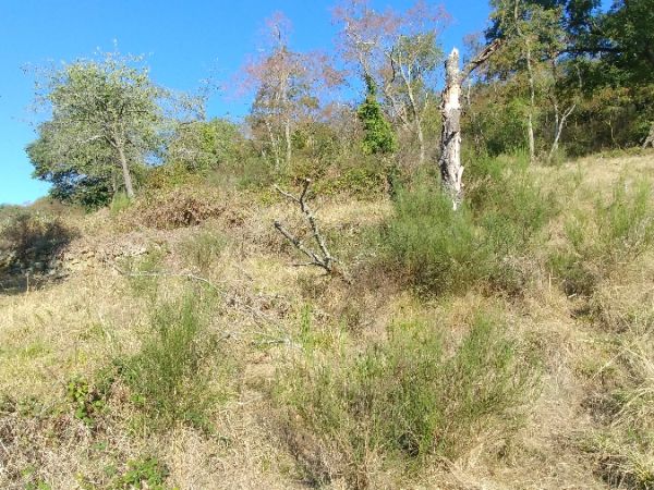 Ephippigère des vignes 