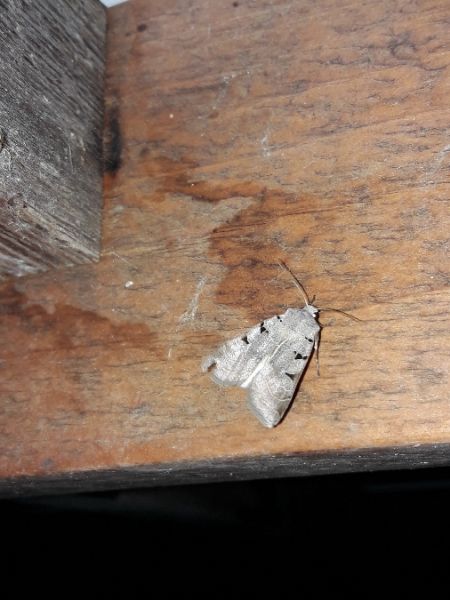 Eugnorisma glareosa  - Sylvain Lethuillier