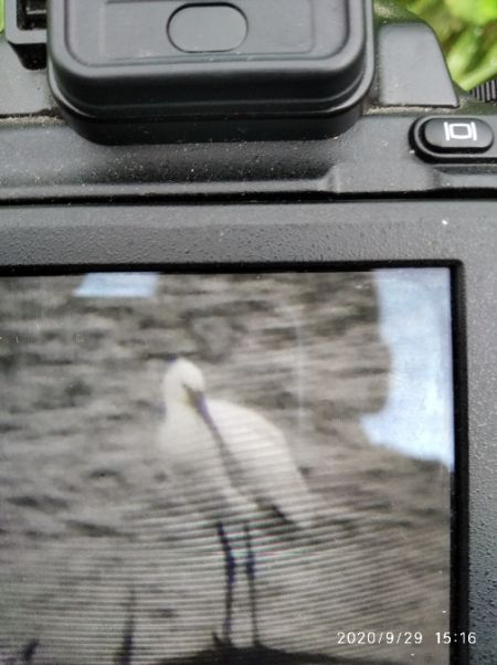Spatule blanche  - Andrzej Lipiński