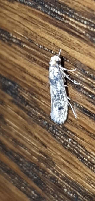 Niditinea fuscella  - Melchior Viallet