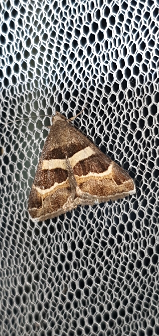 Grammodes stolida  - Melchior Viallet