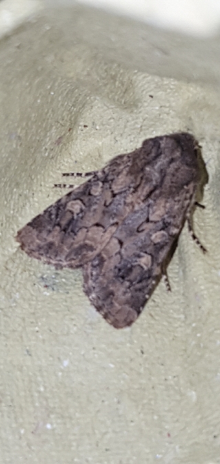 Luperina testacea  - Melchior Viallet