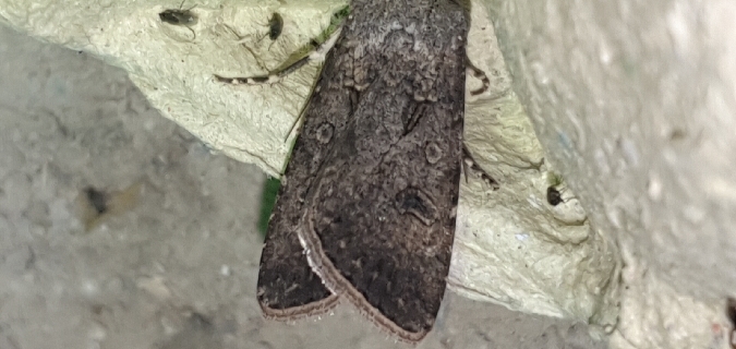 Noctuelle des moissons  - Melchior Viallet