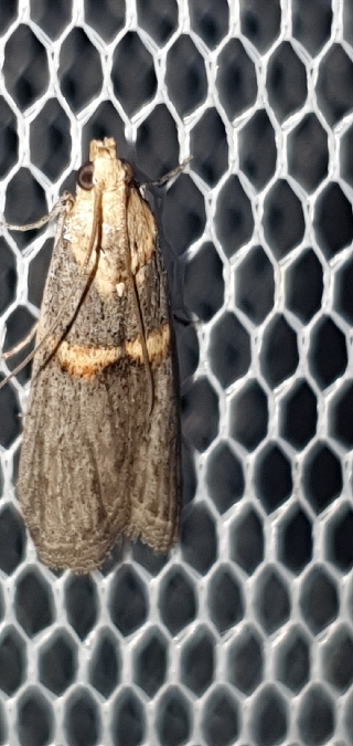 Oxybia transversella  - Melchior Viallet