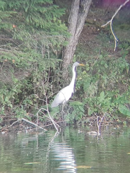 Silberreiher  - Krzysztof Sokołowski