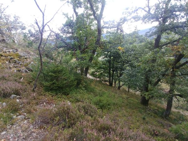 Barbitiste des bois 