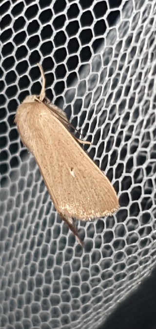 Mythimna sicula  - Melchior Viallet