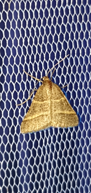 Petrophora narbonea  - Melchior Viallet