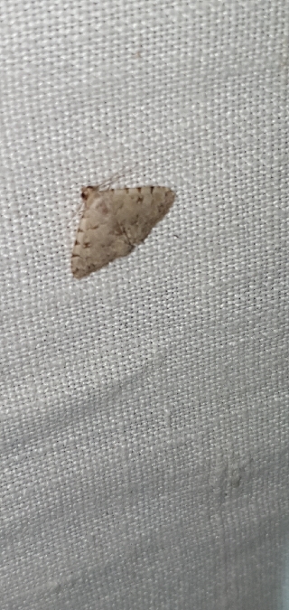 Metachrostis velox  - Melchior Viallet
