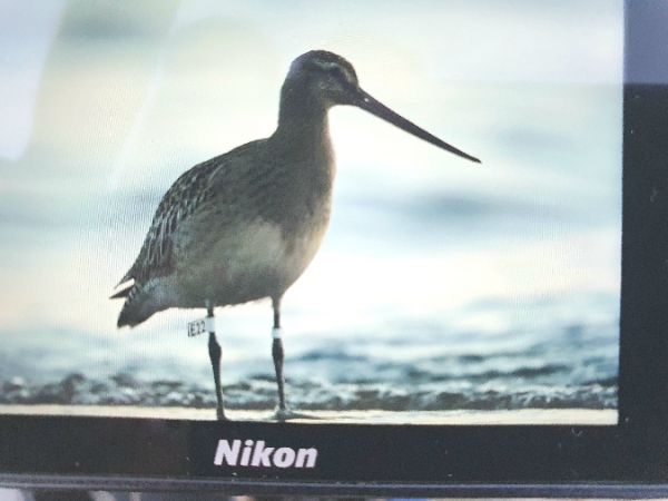 Pfuhlschnepfe  - Piotr Czułowski