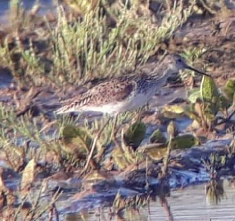 Teichwasserläufer  - Michał Piotrowski