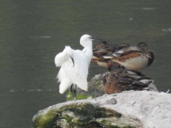 czapla nadobna  - Szymon Sendera