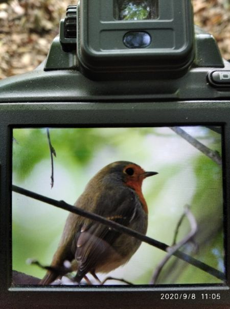 Rougegorge familier  - Andrzej Lipiński