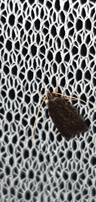 Homaloxestis briantiella  - Melchior Viallet