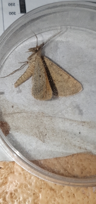 Isturgia miniosaria  - Melchior Viallet