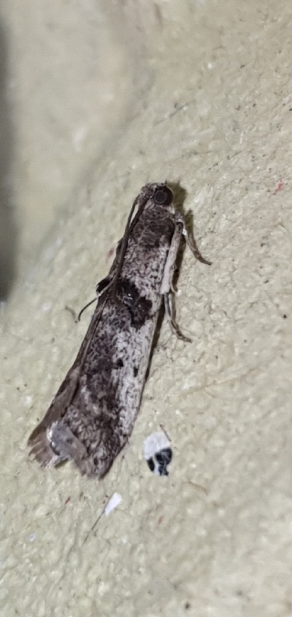 Ephestia welseriella  - Melchior Viallet