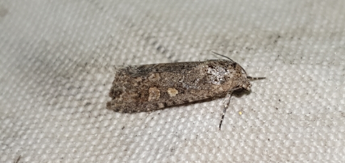 Spodoptera exigua  - Melchior Viallet