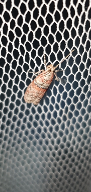 Pempelia turturella  - Melchior Viallet