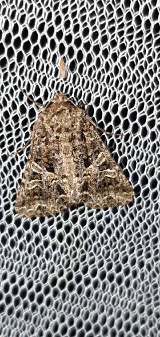 Hadena bicruris  - Melchior Viallet