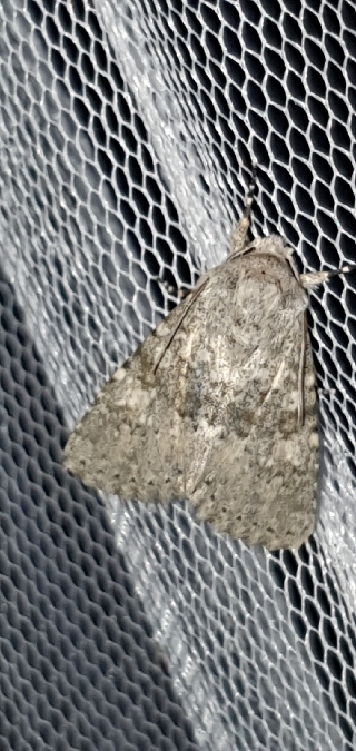 Polymixis dubia  - Melchior Viallet
