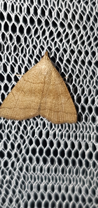 Herminia tarsicrinalis  - Melchior Viallet