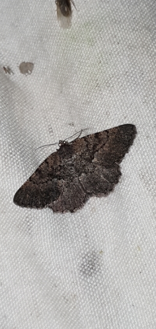 Selidosema taeniolaria  - Melchior Viallet
