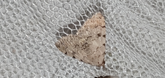 Metachrostis velox  - Melchior Viallet