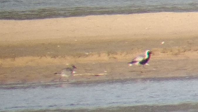 Kiebitzregenpfeifer  - Monika Żochowska