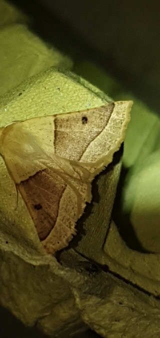 Crocallis elinguaria  - Melchior Viallet