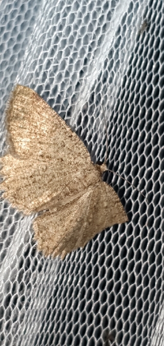 Charissa obscurata  - Melchior Viallet