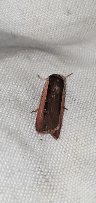 Ochropleura leucogaster  - Melchior Viallet