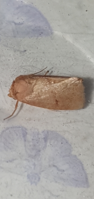 Ocneria rubea  - Melchior Viallet