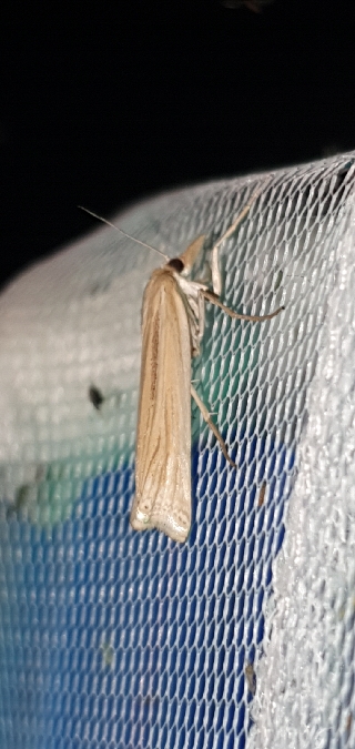 Ancylolomia indéterminé  - Melchior Viallet