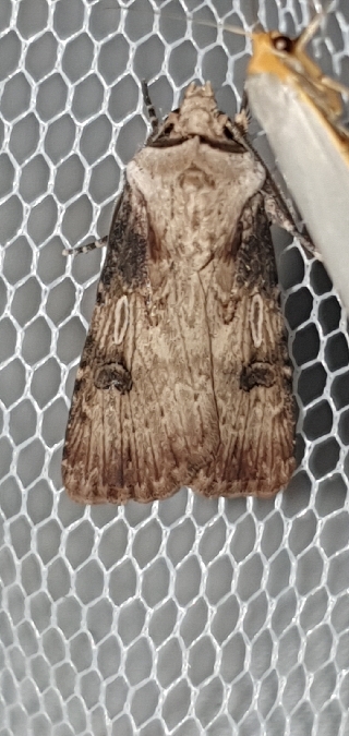 Agrotis puta / syricola  - Melchior Viallet