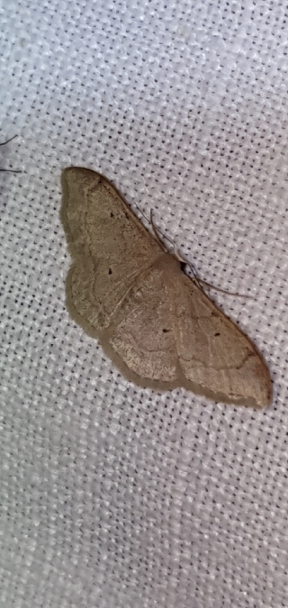 Acidalie dégénérée  - Melchior Viallet