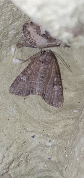 Mesapamea secalis  - Melchior Viallet