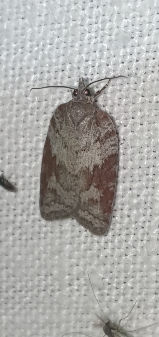 Acleris sparsana  - Melchior Viallet