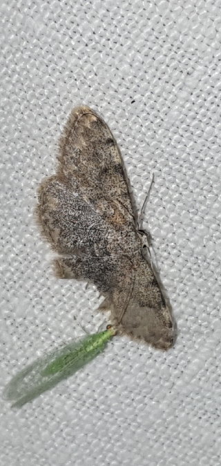 Glossotrophia rufomixtaria  - Melchior Viallet