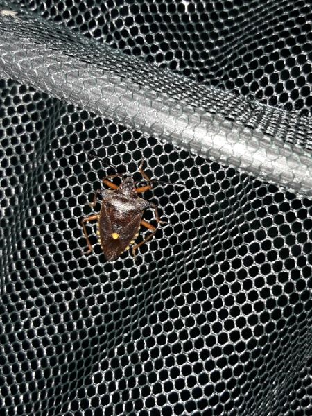 Pentatoma rufipes  - Sylvain Lethuillier