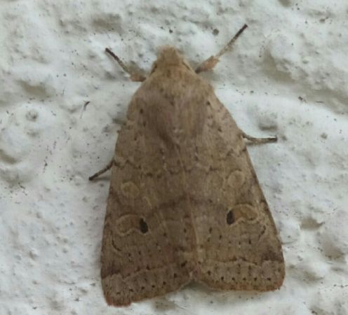 Agrochola laevis  - Thomas Lux